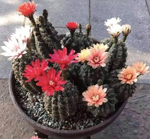 仙人球施肥方法是什么？施肥后需要注意什么？