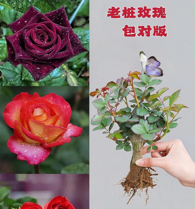 一根玫瑰花修剪技巧有哪些？怎样修剪才能促进开花？