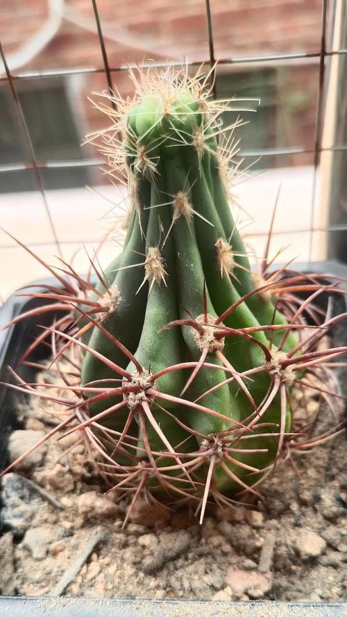 福袋丽花仙人球的养殖方法是什么？