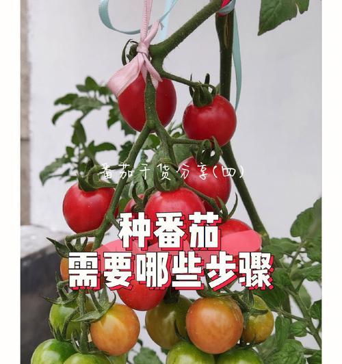 小豆子仙人掌的种植步骤是什么？需要注意什么？