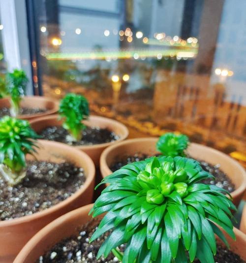 仙人球嫁接梅花的存活率及养护方法？