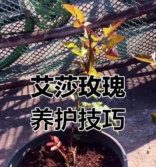 玫瑰花苞如何培养才能增多？有哪些技巧？