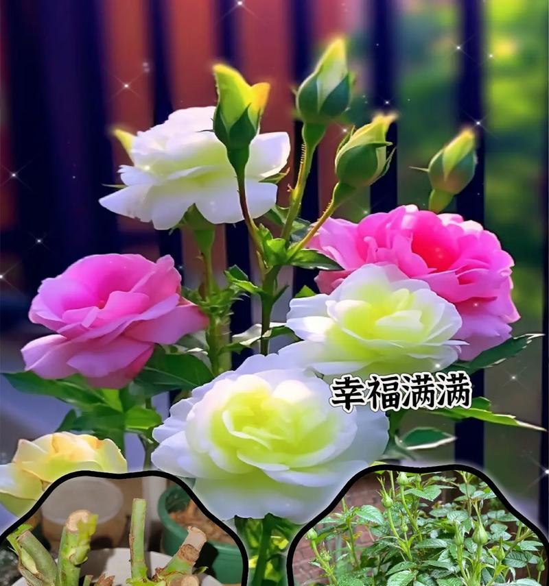 玫瑰花苞如何培养才能增多？有哪些技巧？