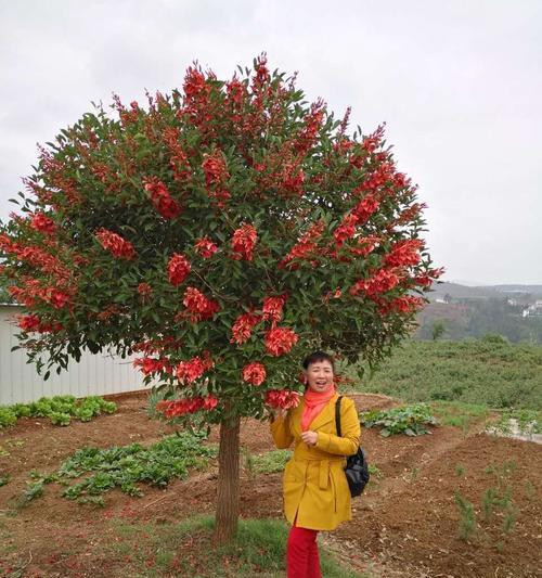 庄园爱心玫瑰花怎么养？有哪些注意事项？