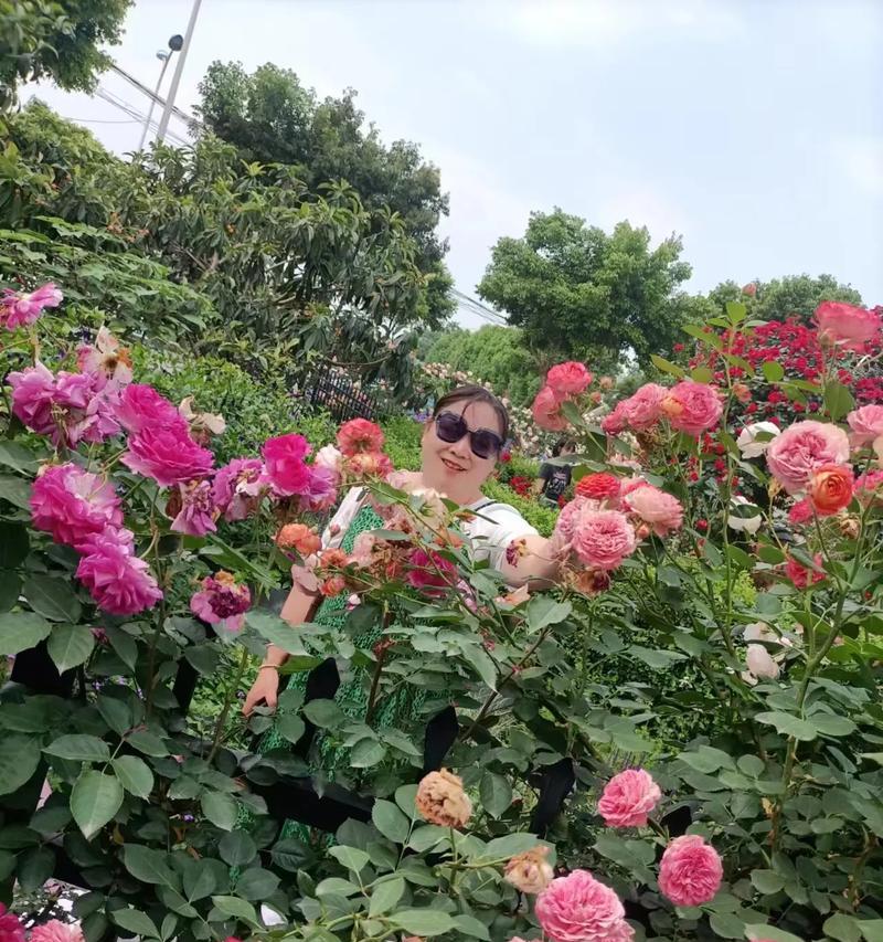 庄园爱心玫瑰花怎么养？有哪些注意事项？