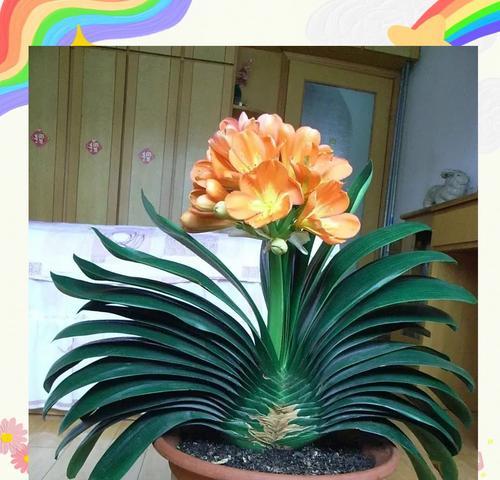 君子兰剪根后还能开花吗？剪根后的正确养护方法是什么？