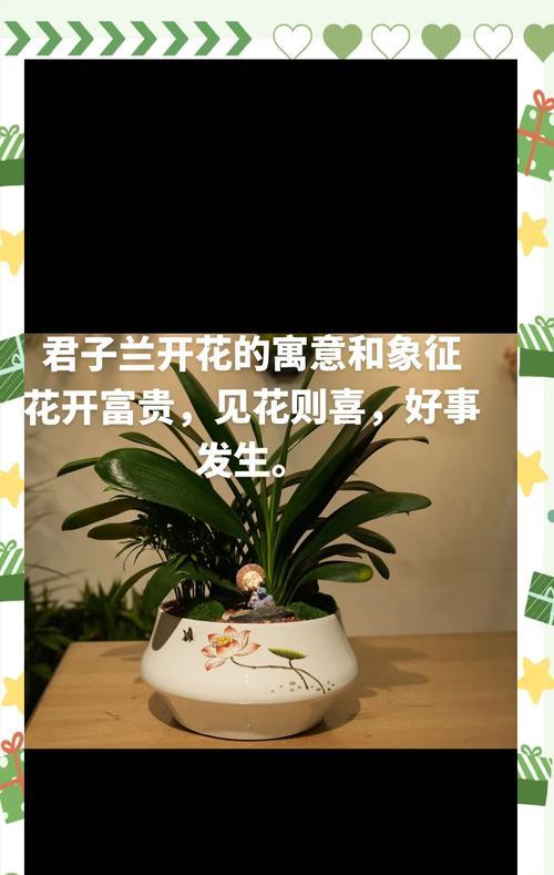 君子兰剪根后还能开花吗？剪根后的正确养护方法是什么？