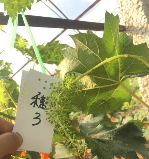 仙人球和阳光玫瑰在外观上有何不同？