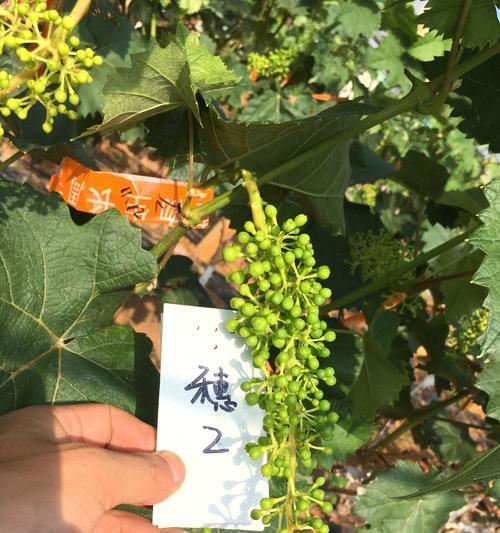 仙人球和阳光玫瑰在外观上有何不同？