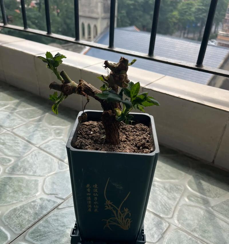 玫瑰花修剪叶子以促进开花的正确方法是什么？