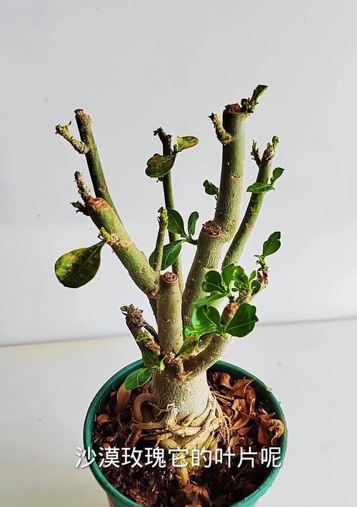玫瑰花修剪叶子以促进开花的正确方法是什么？