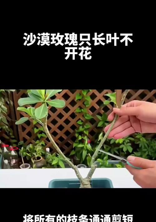 玫瑰花修剪叶子以促进开花的正确方法是什么？
