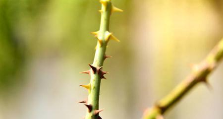 玫瑰花的茎长什么样子？如何判断其健康状况？