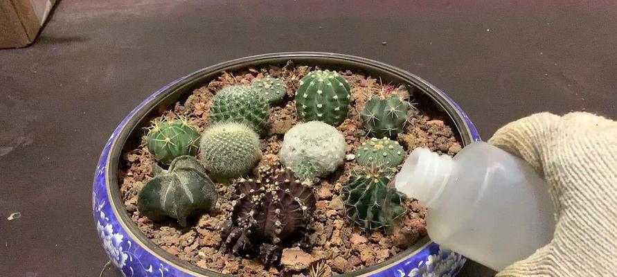 仙人球泡水后如何种植？种植过程中需要注意哪些事项？