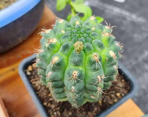 仙人球泡水后如何种植？种植过程中需要注意哪些事项？
