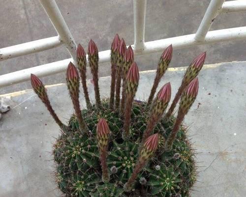 仙人球泡水后如何种植？种植过程中需要注意哪些事项？