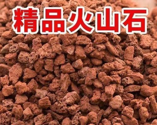 西面种植仙人掌的方法是什么？如何选择合适的土壤？