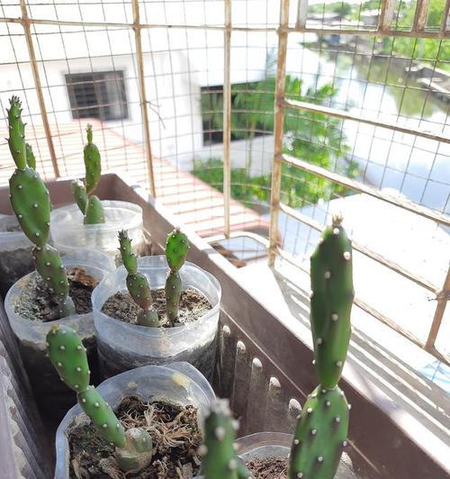 西面种植仙人掌的方法是什么？如何选择合适的土壤？