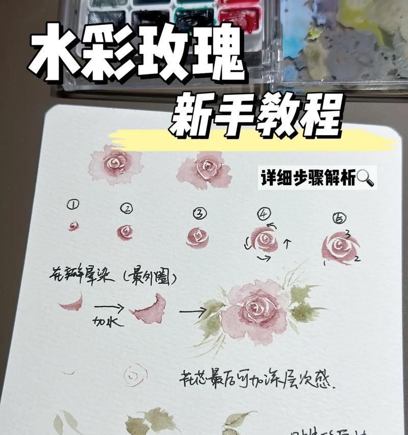 玫瑰花水培转土培的步骤和注意事项是什么？
