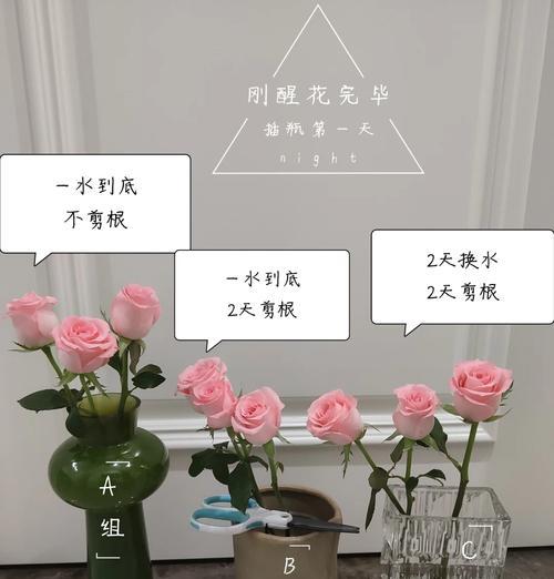 玫瑰花水培转土培的步骤和注意事项是什么？