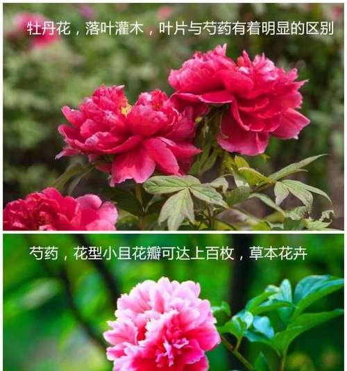 室内牡丹花冬天落叶的原因及解决办法是什么？