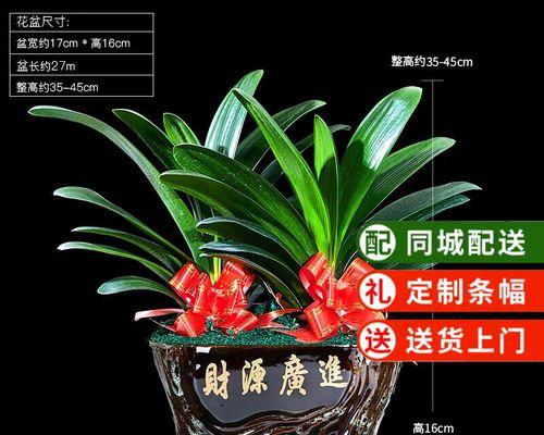 同城君子兰苗种植方法？有哪些技巧？