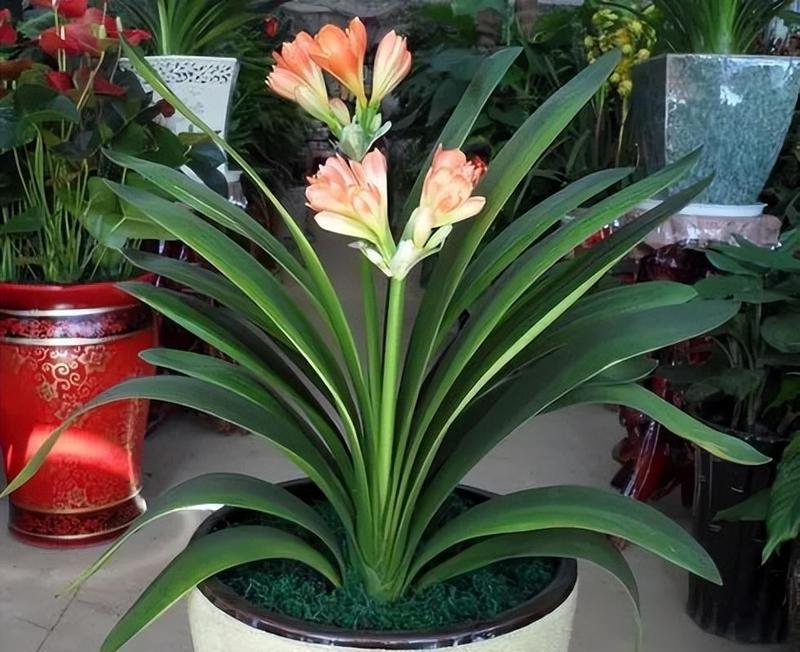 同城君子兰苗种植方法？有哪些技巧？