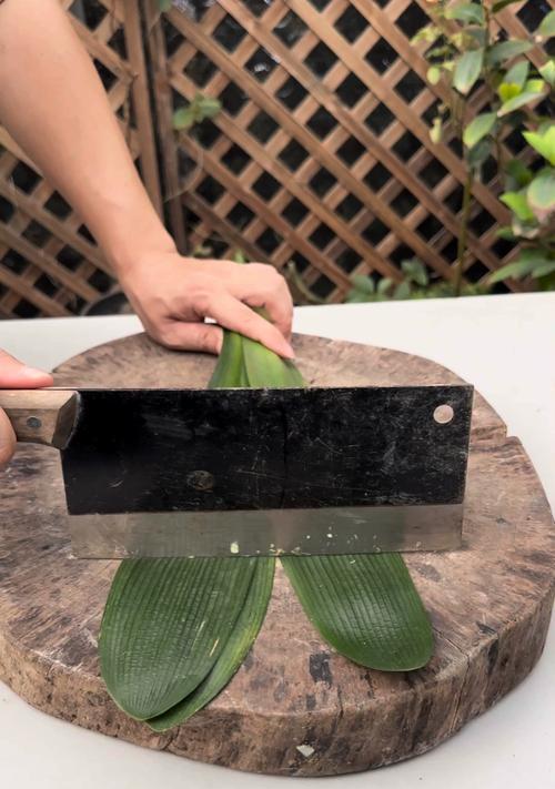 同城君子兰苗种植方法？有哪些技巧？