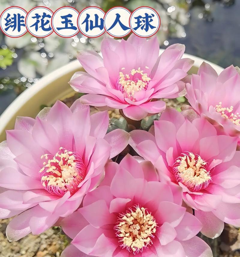 家庭绿植仙人球的养护和管理方法是什么？