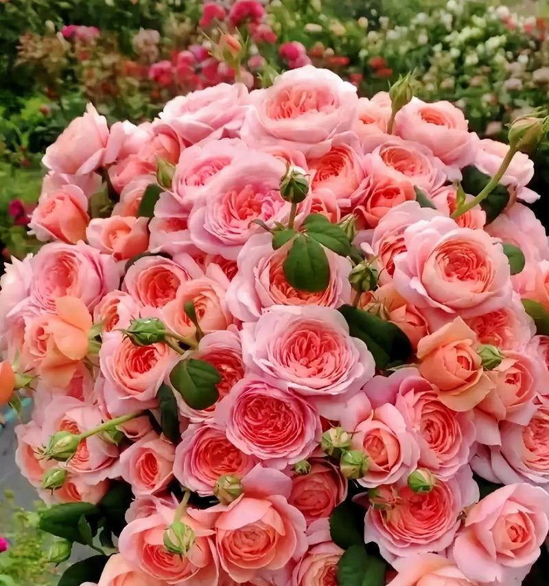 粉红水晶玫瑰花怎么养？