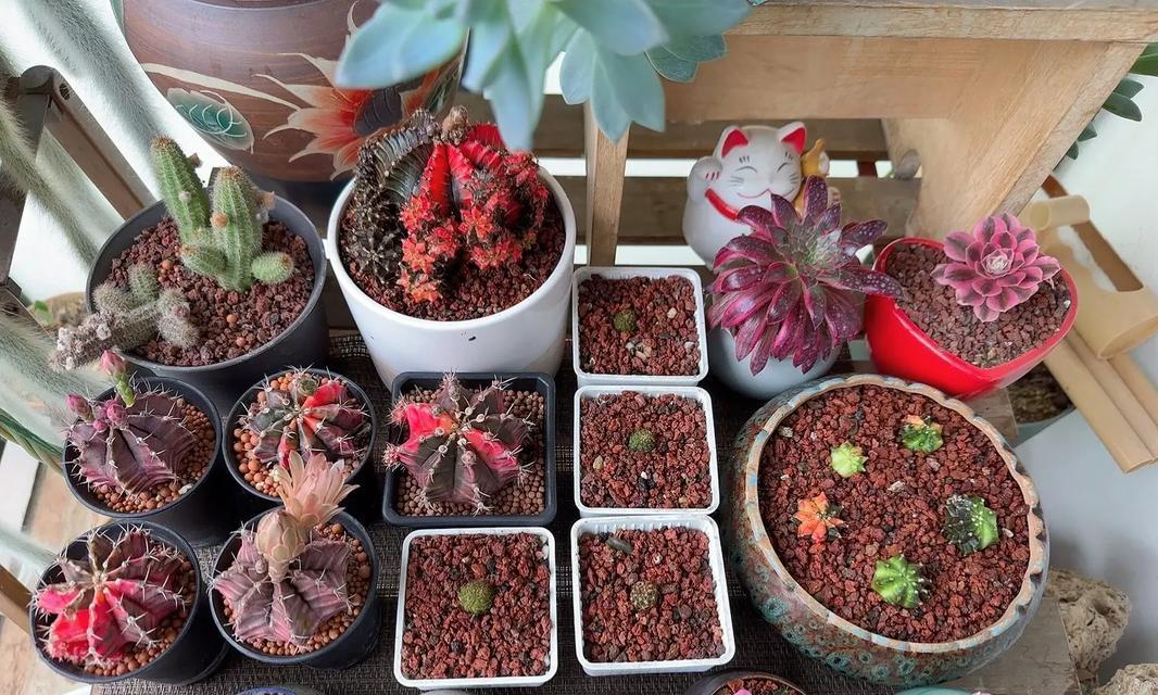 胭脂仙人球的种植步骤和要点是什么？