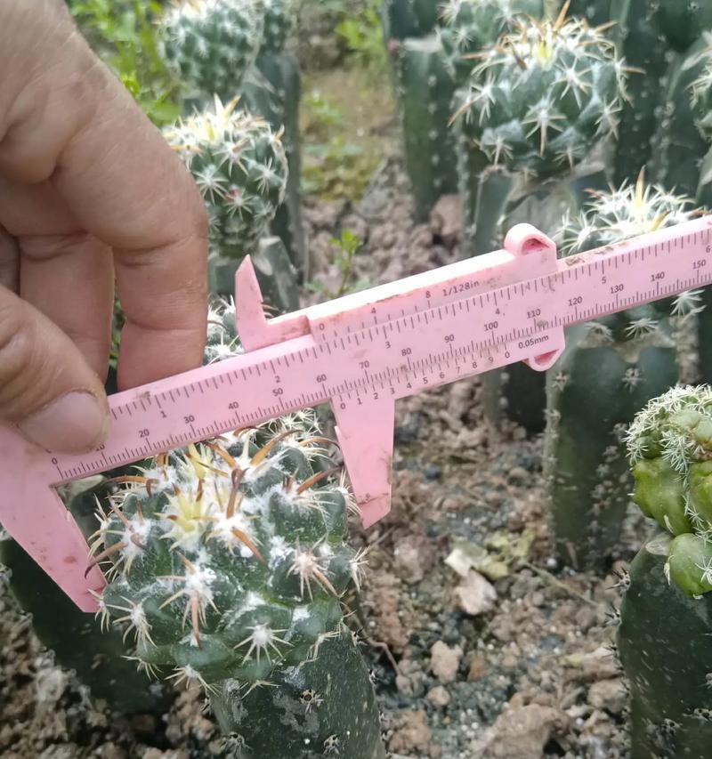 胭脂仙人球的种植步骤和要点是什么？