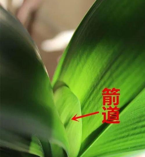 君子兰如何培养成扇形花盆？