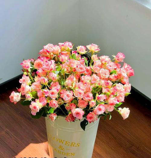 艾丽丝多头玫瑰花养护技巧？