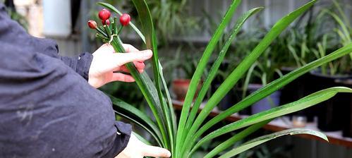竹筒种植君子兰如何促进开花？竹筒养君子兰的注意事项是什么？