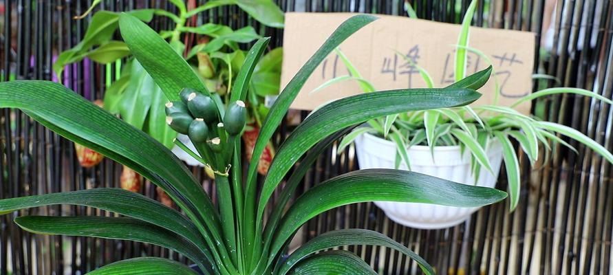竹筒种植君子兰如何促进开花？竹筒养君子兰的注意事项是什么？