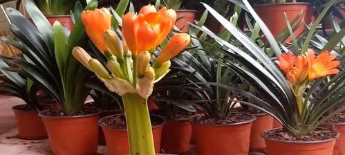 竹筒种植君子兰如何促进开花？竹筒养君子兰的注意事项是什么？