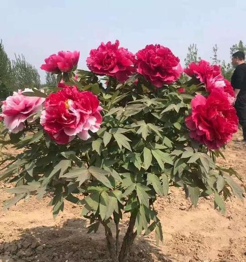 牡丹花在冬天大棚中如何养殖？大棚养殖的管理要点是什么？