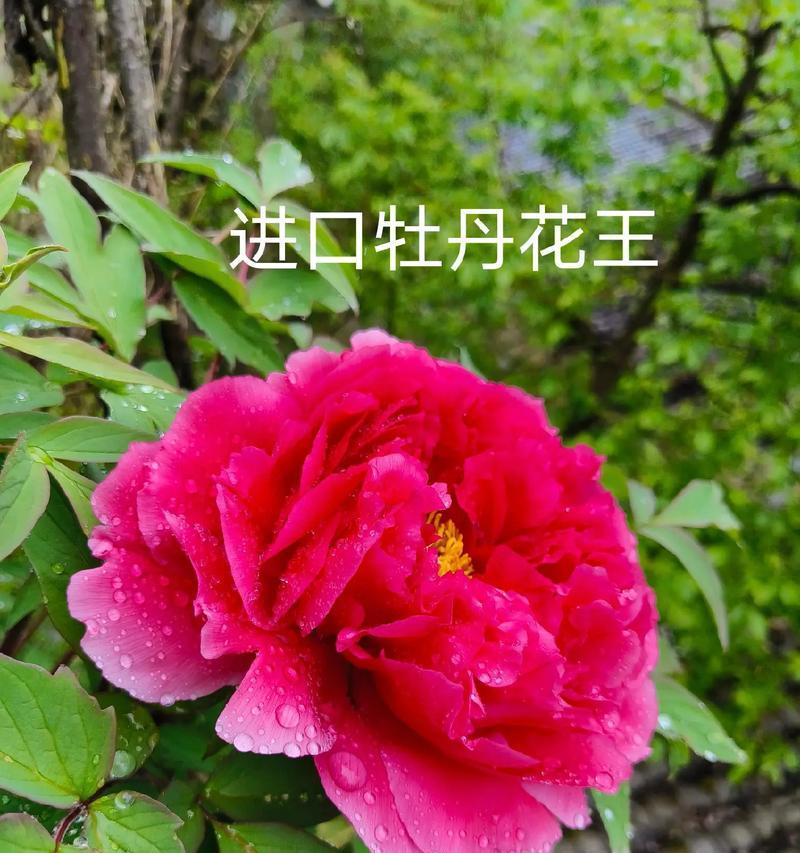 牡丹花的最佳种植时间是什么时候？