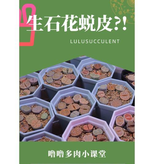 雪狐狸仙人球开花的养护技巧是什么？