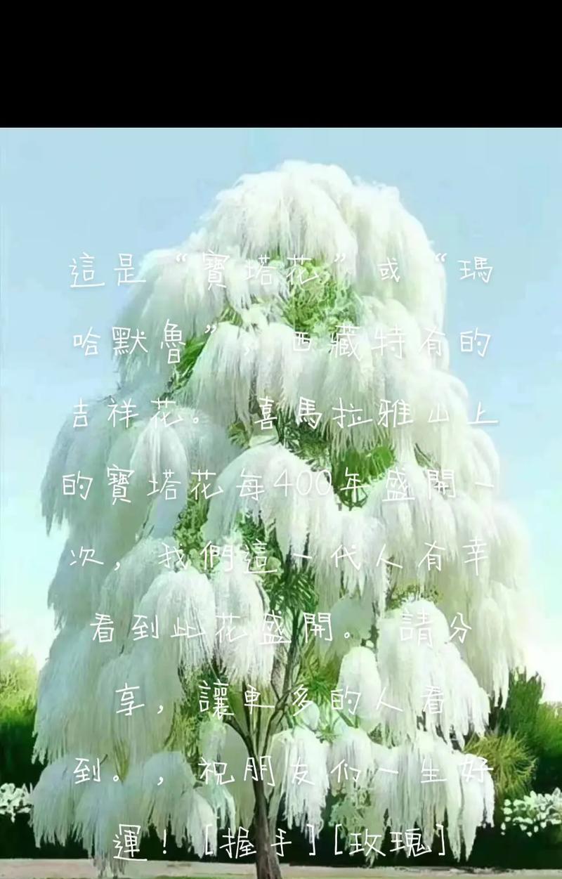 西藏玫瑰花的特殊养护方法是什么？
