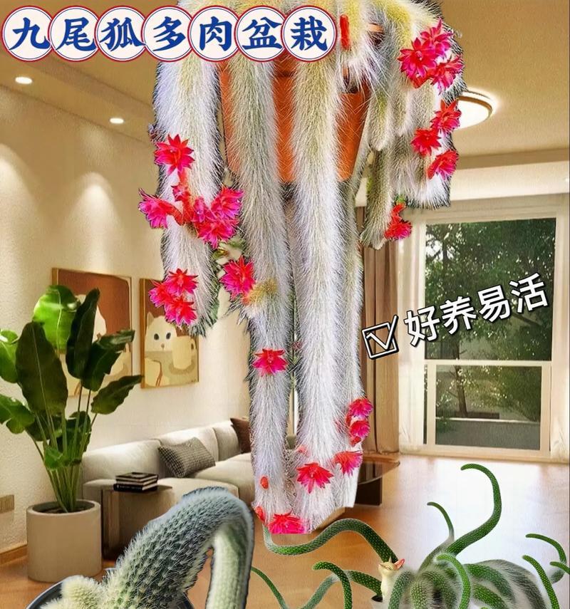 盆景仙人球的制作步骤有哪些？