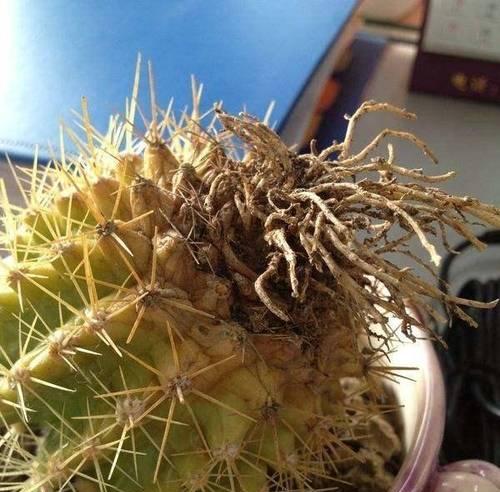 仙人球烂根怎么浇水？如何改善其生长环境？
