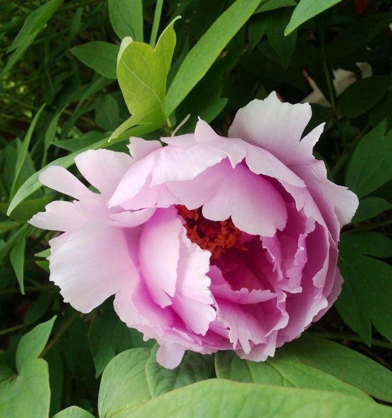 牡丹花与狐狸花有哪些不同？
