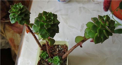 老桩仙人球修剪的最佳时机是什么时候？如何正确修剪？
