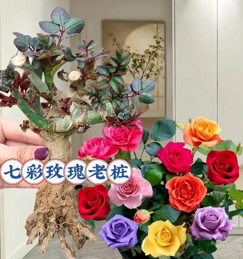 没有刺的玫瑰花如何养殖？养殖过程中有哪些注意事项？