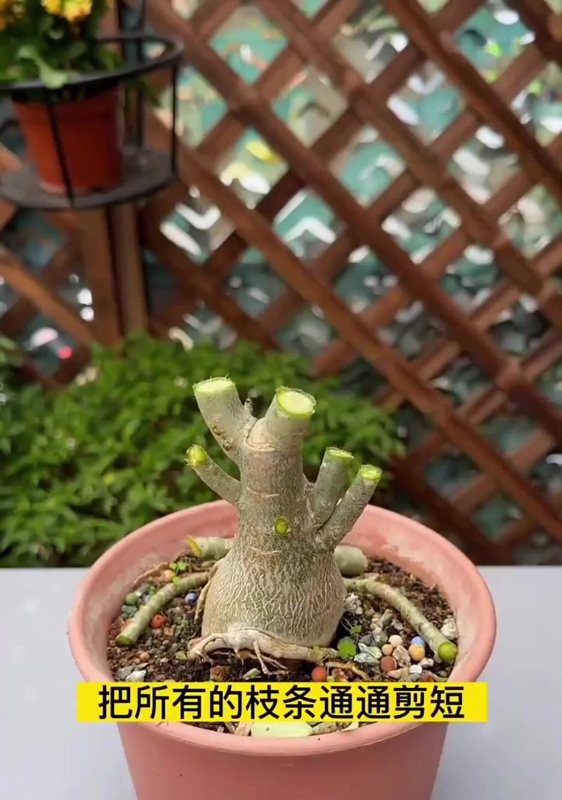 没有刺的玫瑰花如何养殖？养殖过程中有哪些注意事项？
