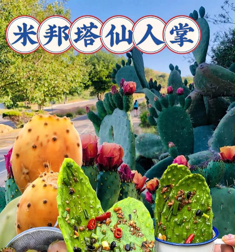 扁圆叶片仙人掌的养殖方法是什么？
