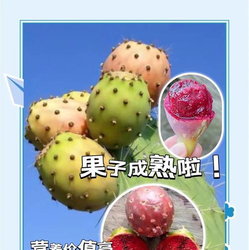扁圆叶片仙人掌的养殖方法是什么？