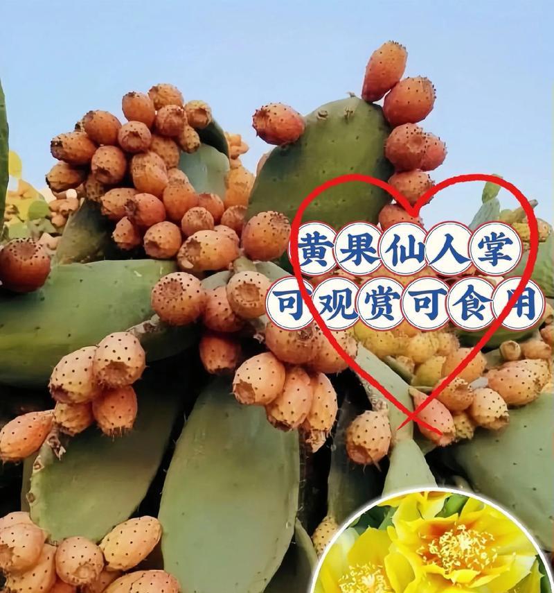 扁圆叶片仙人掌的养殖方法是什么？